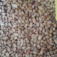 لوبیا چیتی