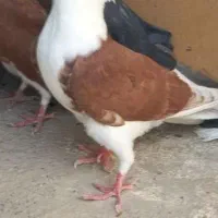 مفلق گمشده