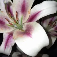 گل بسیارزیبا