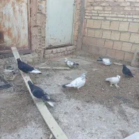 کبوتر تهرانی و پلاکی
