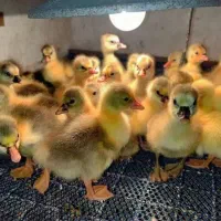 فروش ۲۰ عدد غاز بزرگ سالم