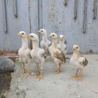 جوجه لاری