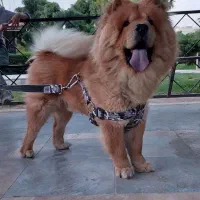 سگ نژاد چاو چاو اصیل و باکیفیت
