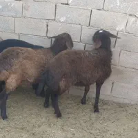 فروش گوسفند همو هترو|حیوانات مزرعه|زرند, |دیوار