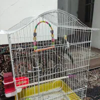 عروس هلندی نر سخنگو
