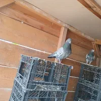 کبوتر پرشی و گره .