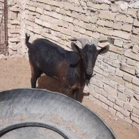 چپش دورگ الپاین