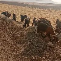 فروش بز چاق