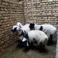 بره ماده سی تا چهل کیلو