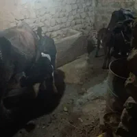 دو عدد گاو شیری به همراه دو عدد گوساله نر پنج ماه