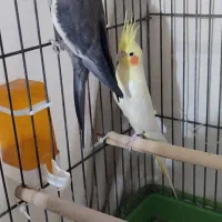 جفت عروس هلندی