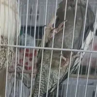 یک عدد عروس هلندی گم شده