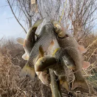 ماهی تازه صید روز‌