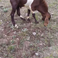 بز نر دمازلوخ