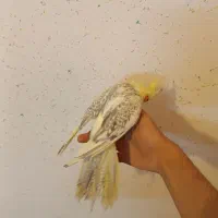 عروس هلندی|پرنده|اردبیل, |دیوار