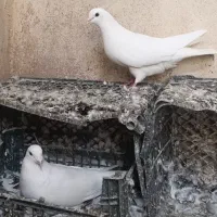 یک جفت سفید نرماده کفترمایه‌