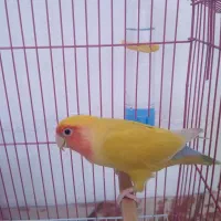 کوتوله برزیلی دره شهر|پرنده|دره شهر, |دیوار