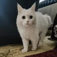 گربه پرشین سفید نر