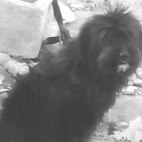 سگ نر خونگی|سگ|جیرفت, |دیوار