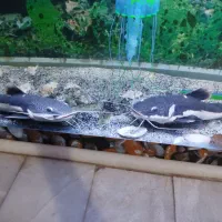 ماهی گوشتخوار|ماهی|سیرجان, |دیوار