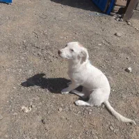 سگ پاکوتاه