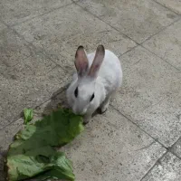 خرگوش|موش و خرگوش|تهران, افسریه جنوبی|دیوار