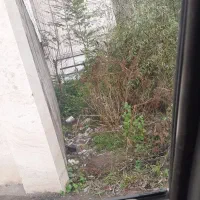 کبوتر گم شده عکسشو ندارم