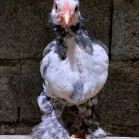 تخم نطفه دار و جوجه امپراطور پاپر