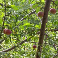 ایده چشمه معدنی