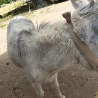 دزدیده شده