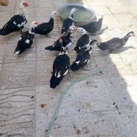 اردک مسکویی یا اسراعیلی