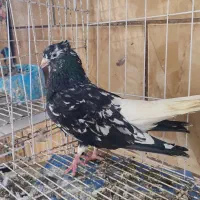 جفت دم سفید(اشعل)