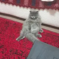 گربه پرشین بلو