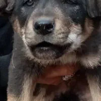 توله عراقی،. پژدر. محمد شهر کرج|سگ|محمدشهر, ولدآباد|دیوار