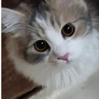 گمشده توروخدا هرکس دیده بگه