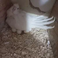 عروس هلندی کوتوله جفت رو تخم جوجه معاوضه باگرینچیک