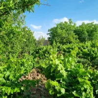 خرید و فروش باغ در روستای کسکن