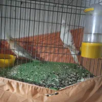 فروش عروس هلندی