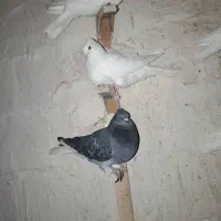 کبوتر طوقی دمبی سینه ای|پرنده|سپیدان, |دیوار