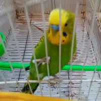 مرغ عشق دستی