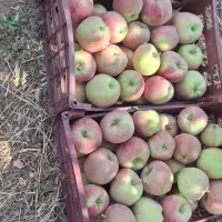 سیب|خوردنی و آشامیدنی|الشتر, |دیوار