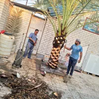 بریدن نخل قطع درخت هرس نخل سمپاشی نخل  استاد نخل