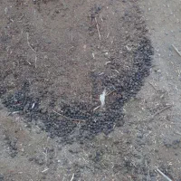 کود گوسفندی