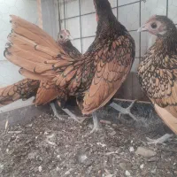 یک ست سبرایت گلد|حیوانات مزرعه|اصفهان, باغ زرشک|دیوار