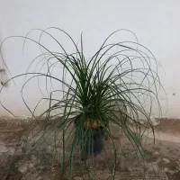 لیندا تک و عمده