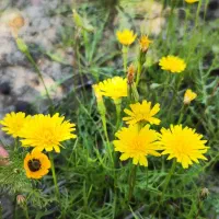 تور گردشگری  اطراف بوشهر