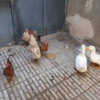 3عددمرغ و1عددخروس 2عدداردک