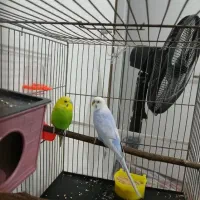 جفت مرغ عشق