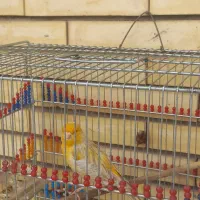 قناری سیلور نر