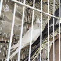 نر البینو  معاومله با ماده  کسی داشت ندایی بده